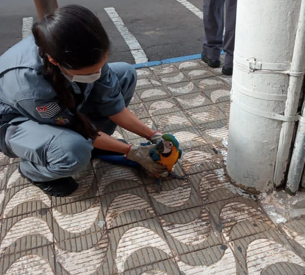 Arara-canindé foi resgatada pelo Corpo de Bombeiros no Centro de Dracena — Foto: Maria Aparecida/Cedida