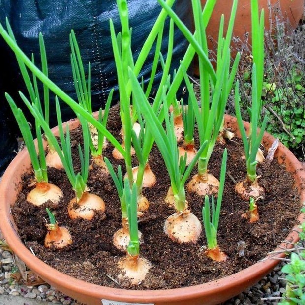 Saiba como plantar cebola em vaso (Foto: Reprodução/Pinterest)