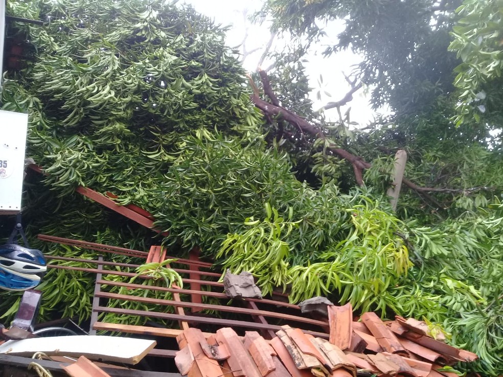 Residência é atingida por árvore durante forte chuva em Barras — Foto: Reprodução /Redes Sociais