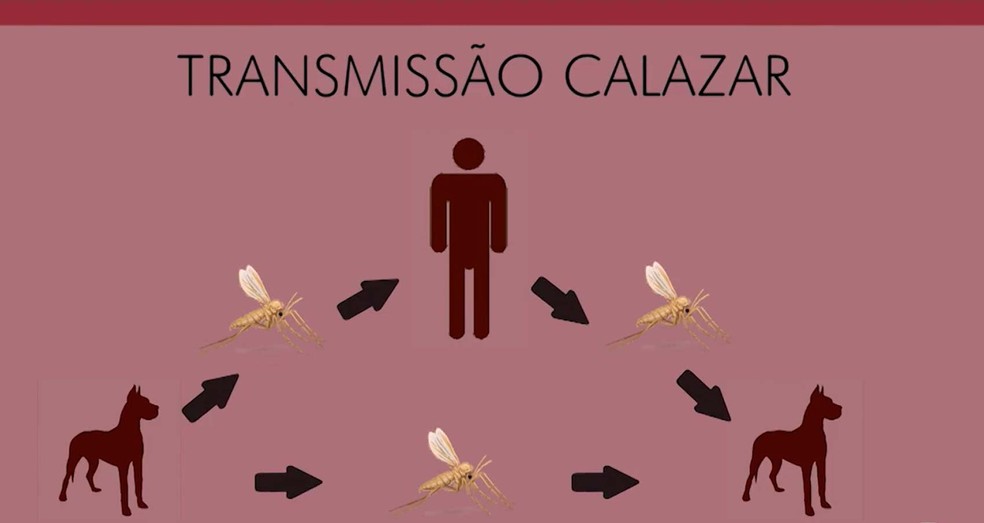 Teste Rapido Para Detectar Calazar Em Caes E Suspenso Por Falta De Material No Piaui Piaui G1