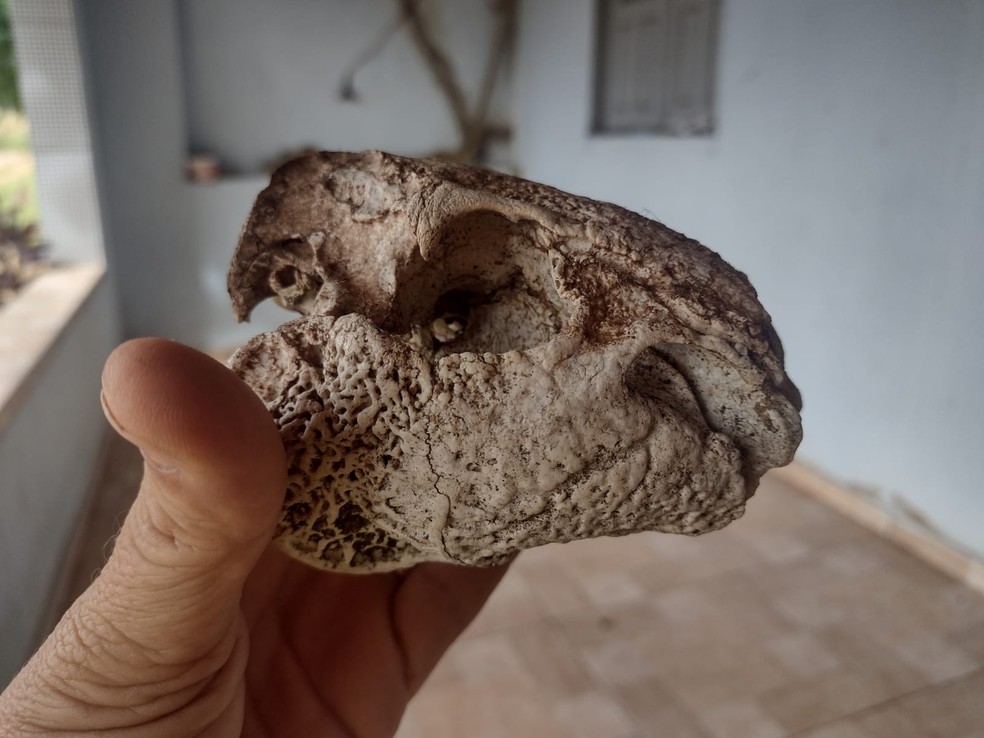 Ossada de animal não reconhecido foi encontrada em Poranga. — Foto: Corpo de Bombeiros Civis/Divulgação 