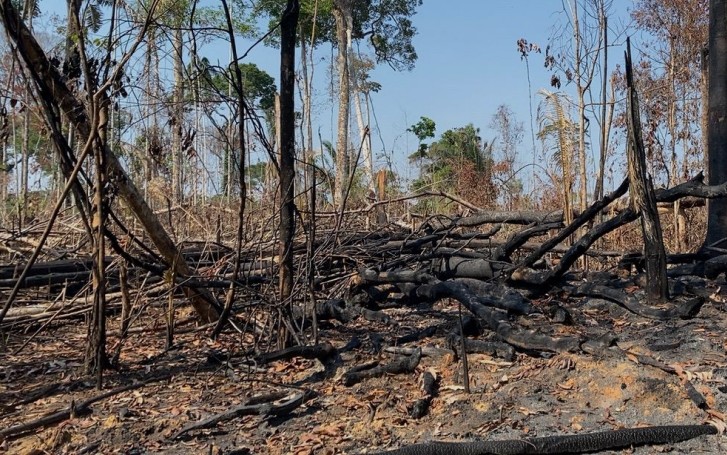 Áreas queimadas dentro da Reserva Extrativista Guariba-Roosevelt — Foto: Reprodução