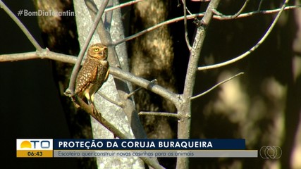Escoteira quer construir casinhas para corujas em Palmas