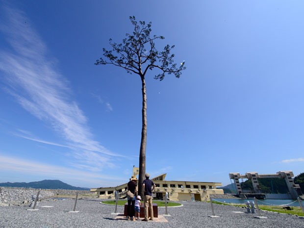 Turistas observam o único pinheiro que sobreviveu ao tsunami em Rikuzentakata  (Foto: Toru Yamanak/AFP)