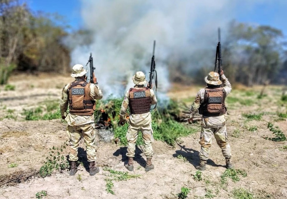 Policiais incineraram a maconha descoberta em uma fazenda no interior da Bahia — Foto: Divulgação / SSP