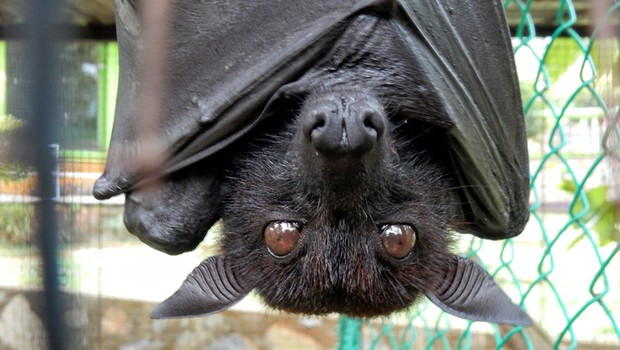 Morcego inspirou o criador do software de cibersegurança Vesper (Foto: GettyImages)