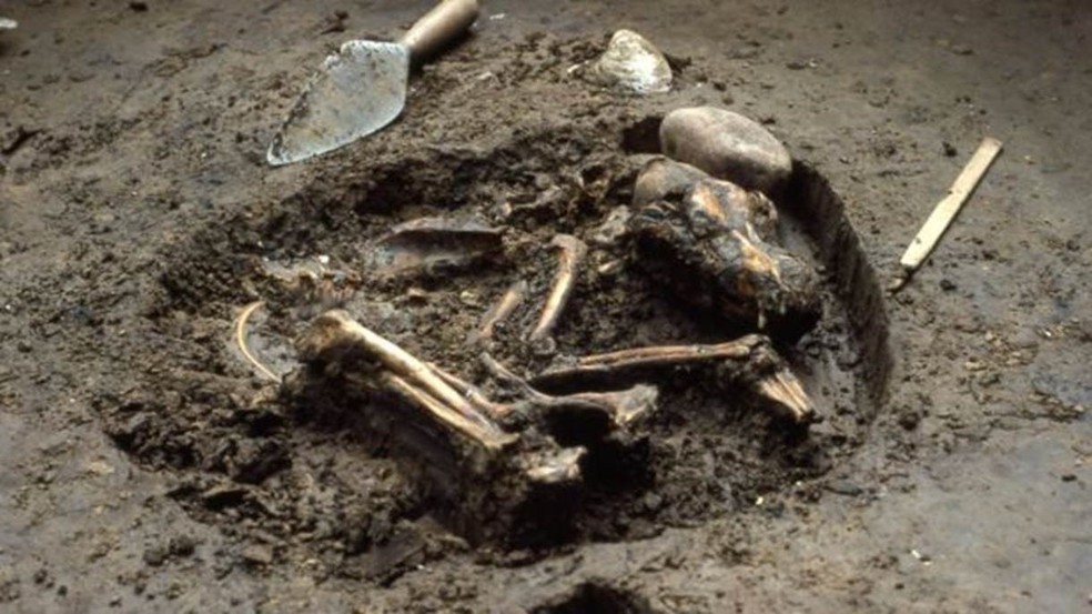 Alguns cientistas acreditam que lobos norte-americanos podem ter cruzado com cães ancestrais (Foto: Illinois State Archaeological Survey)