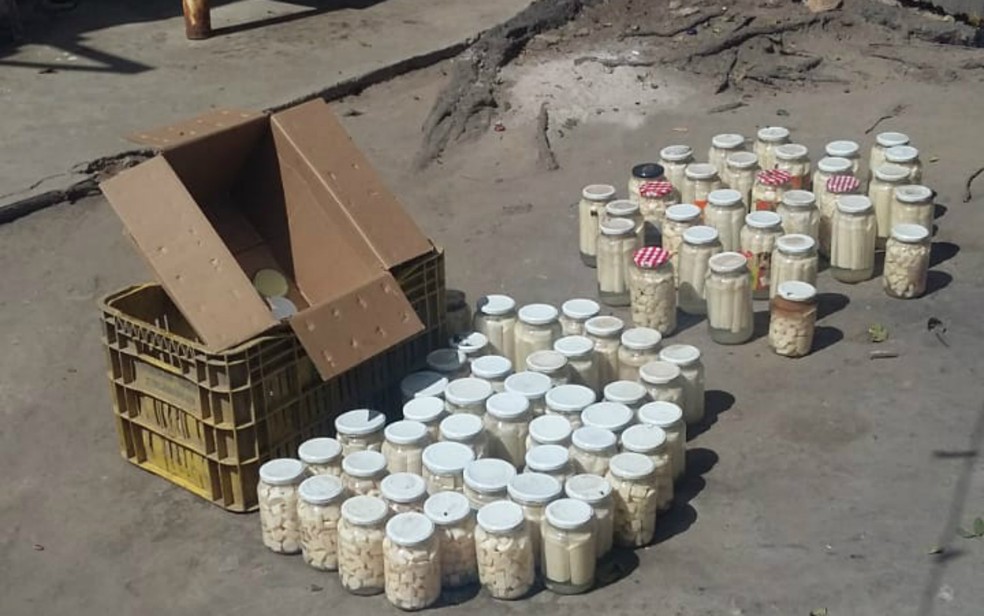 Foram apreendidos 136 potes de palmitos pronto e 30 kg de palmitos naturais  (Foto: Divulgação/Polícia Civil)