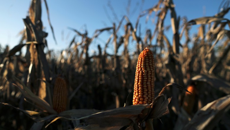 Lavoura de milho em Chivilcoy, Argentina (Foto: Agustin Marcarian/Reuters)