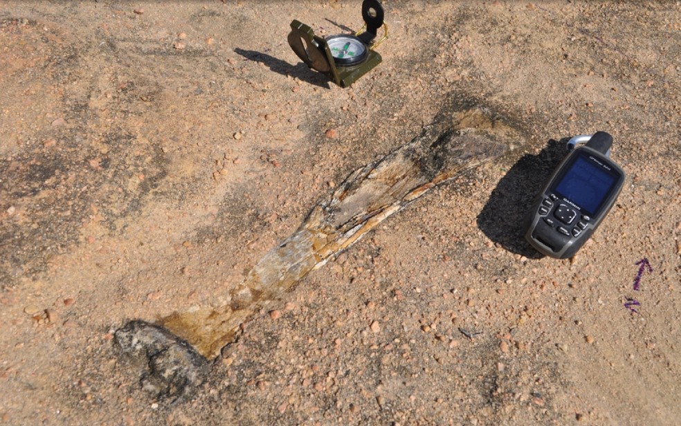 FÃ³ssil de tiranossauridae estÃ¡ entre o material encontrado no municÃ­pio de Sousa, na ParaÃ­ba (Foto: Aline Ghilardi/Arquivo Pessoal)