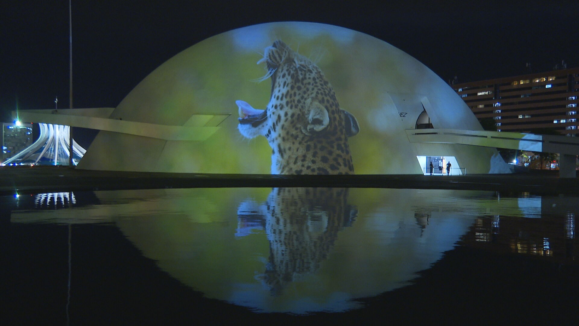 Dia da Onça-pintada: Museu da República, em Brasília, ganha projeção em homenagem ao maior felino das Américas
