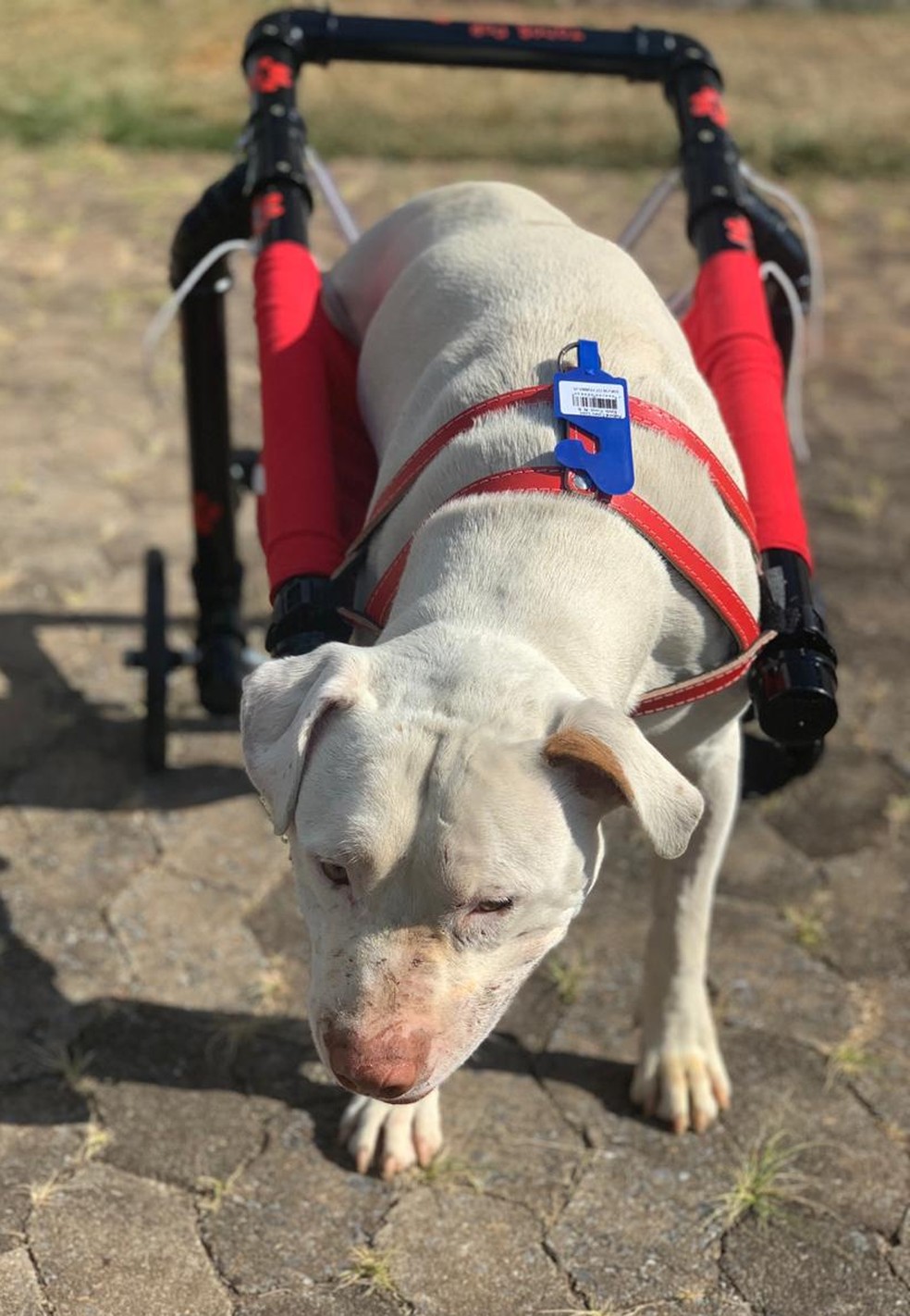 Cachorro de dois anos teve as patas traseiras decepadas, na última segunda-feira (6). — Foto: Ticiana Lima Dornas.