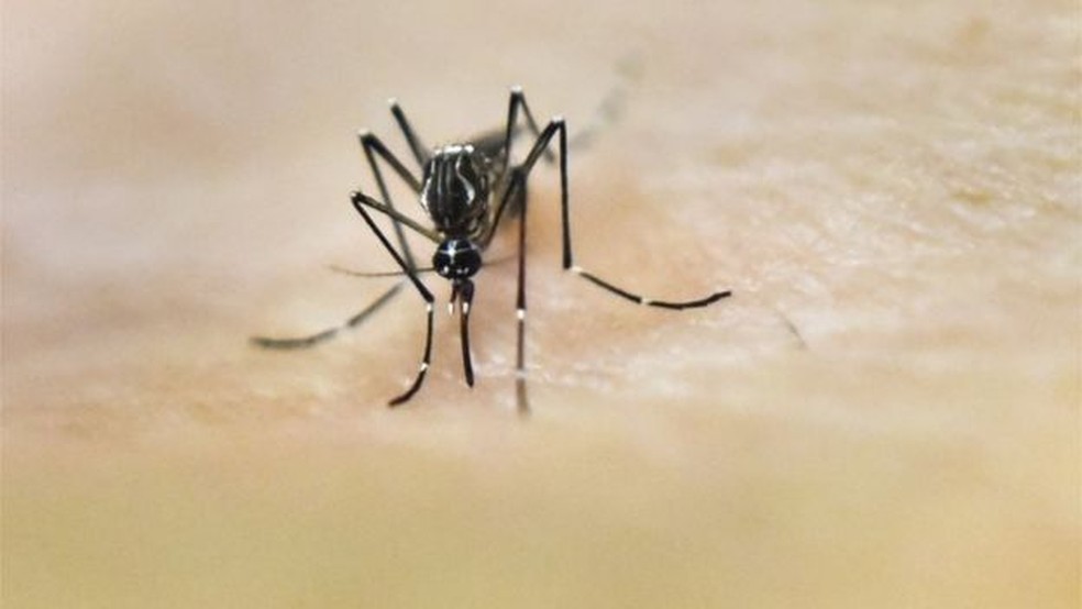 Dengue é transmitida pelo mosquito Aedes Aegypti — Foto: Getty Images/BBC