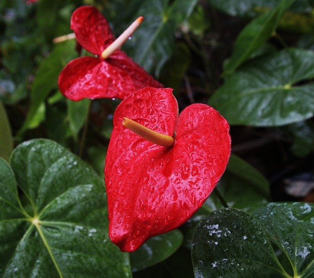 O antúrio, bem popular no interior, é uma das flores mais procuradas para se cultivar.  (Foto: Pixabay/pasja1000/CreativeCommons)