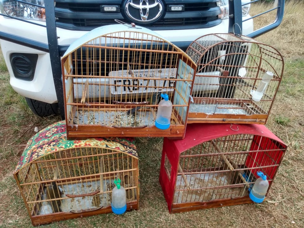 Apreens&atilde;o da Pol&iacute;cia Ambiental foi em Rancharia &mdash; Foto: Pol&iacute;cia Ambiental