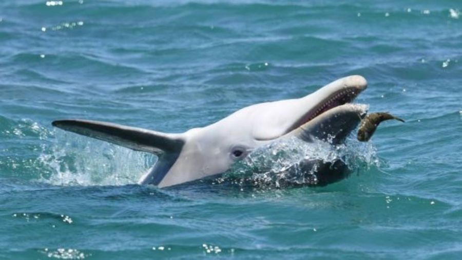 Golfinho e baiacu (Foto: Mandurah Dolphin Research Project)