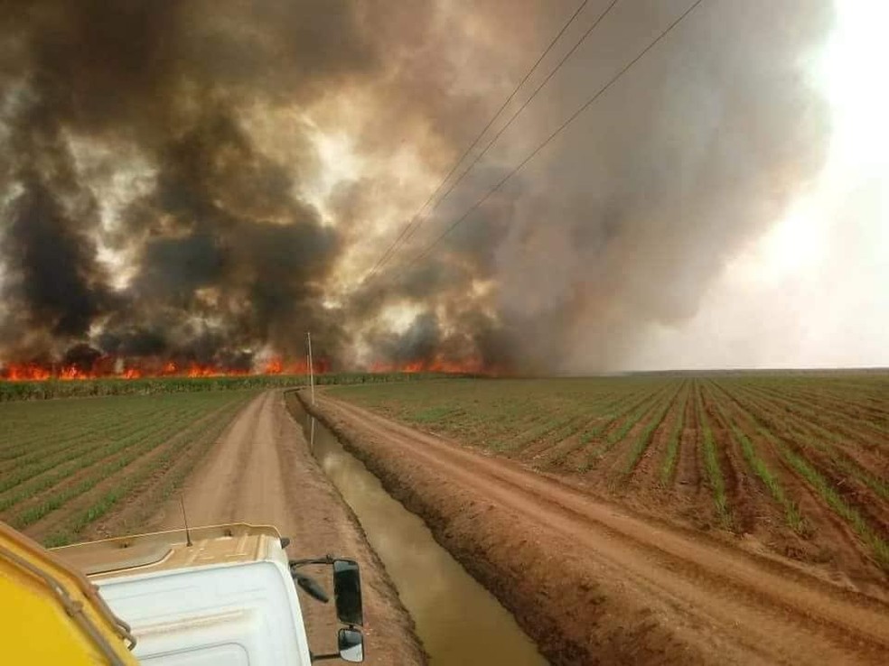 A plantação pertence a uma usina de álcool e açúcar em Denise (Foto: Assessoria)