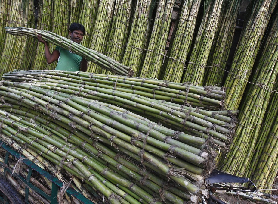 Plantação de cana-de-açúcar na Índia. Safra deve diminuir por causa do clima desfavorável
