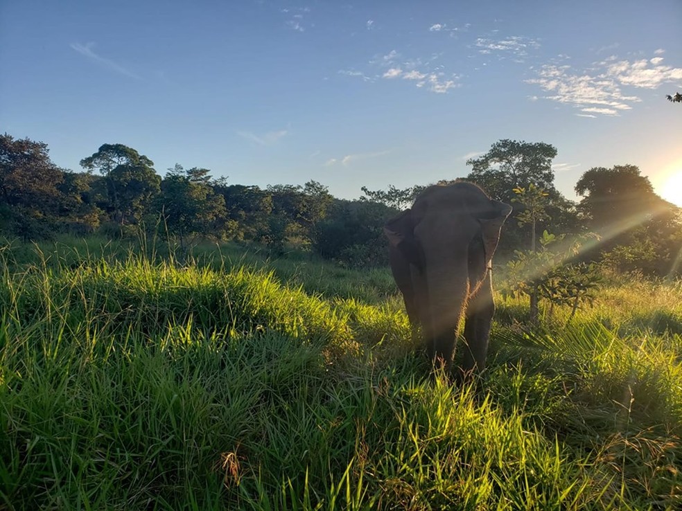 Elefanta Guida morreu no Santuário de Elefantes da América Latina, localizado em Chapada dos Guimarães — Foto: Santuário de Elefantes Brasil (SEB)