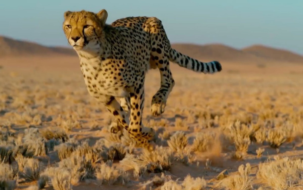 Como escapar do guepardo, o animal terrestre mais rápido do mundo