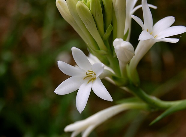 A flor da tuberosa pode ser branca ou creme e possui um perfume intenso (Foto: Wikimedia / Creative Commons)