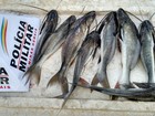 Homem é preso por transporte irregular de peixe em Uberlândia