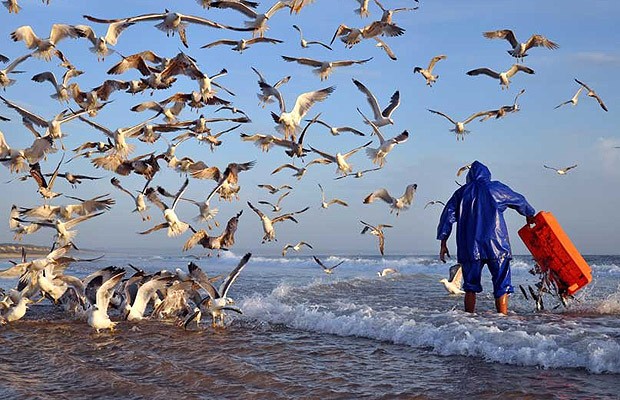 Feeding the Nature, de Alexandre Porto da Rocha Coutinho, mostra aves que se aproveitam dos restos de um pescador na praia (Foto: Divulgação)