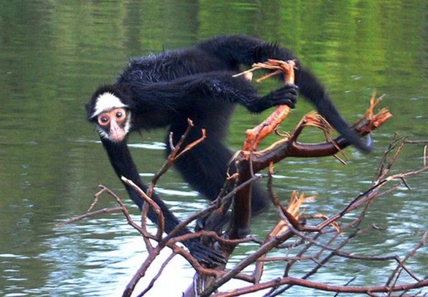 Macaco-aranha-de-cara-branca teve de 4,1% a 5,9% de seu habitat afetado por incêndios na Amazônia (Foto: ICMBIO via BBC)