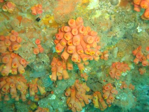 Tubastrea tagusensis no naufrágio Cavo Artemidi, na Barra, em Salvador (Foto: Carla Menegola/ Instituto de Biologia da UFBA)