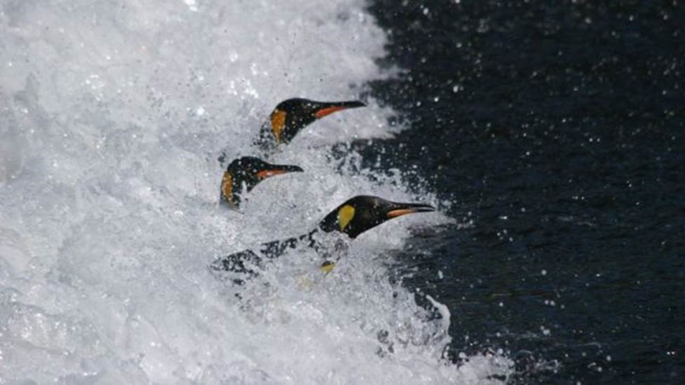 700 quilômetros é o limite que as aves podem buscar comida sem expor os filhotes ao risco de morrer de fome (Foto: CNRS)
