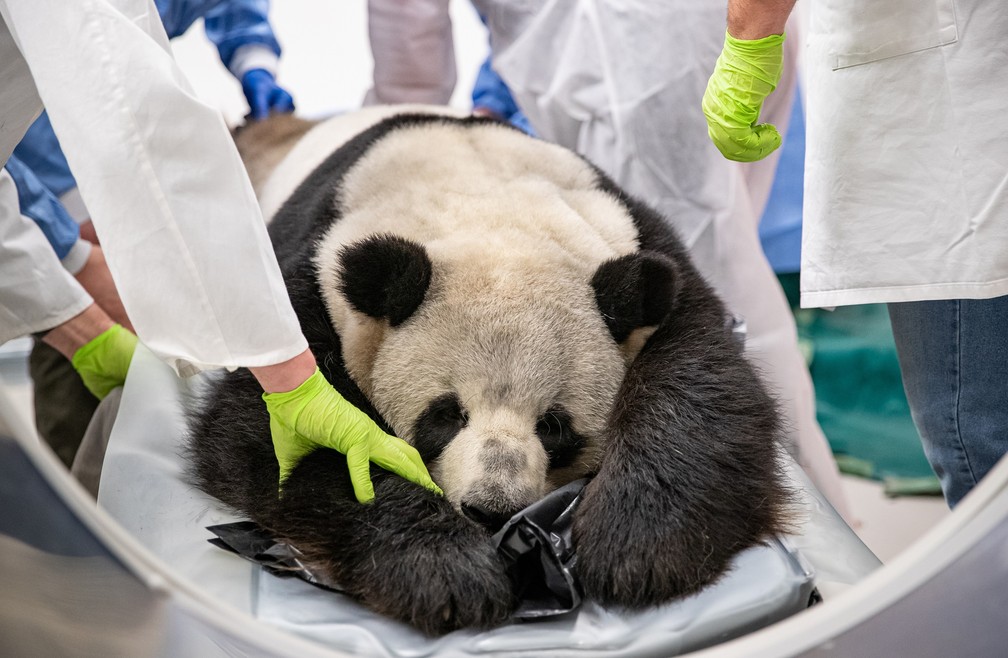 Urso panda Jiao Qing passa por tomografia em Berlim, na Alemanha — Foto: HO/Zoo Berlin/AFP