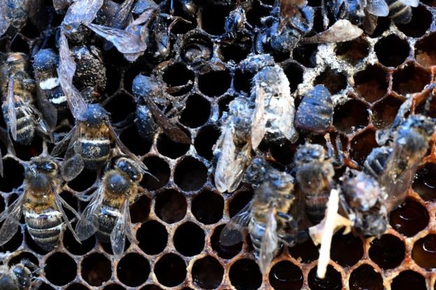 A queda na população de abelhas selvagens tem sido atribuída por alguns especialistas ao amplo uso de pesticidas na agricultura (Foto: Getty Images via BBC News)