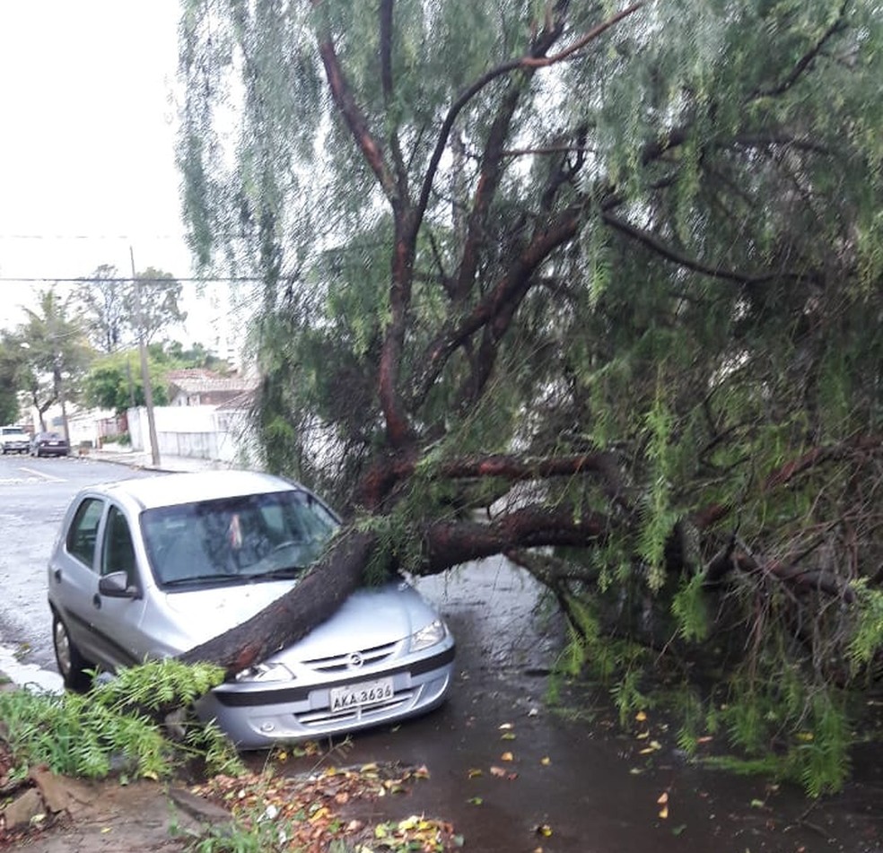 Na Rua Nilson Ribas, uma Ã¡rvore caiu sobre um carro; em Londrina â€” Foto: Gilberto Batista Niro/Arquivo pessoal