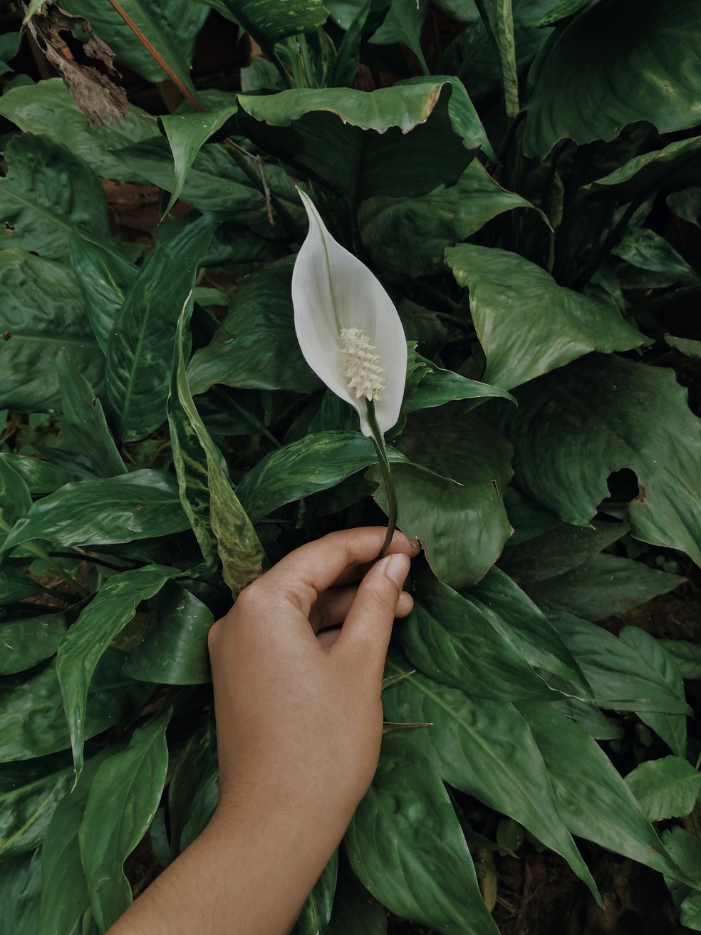 Lírio-da-paz: saiba tudo sobre a planta conhecida por purificar ambientes |  Paisagismo | Casa e Jardim