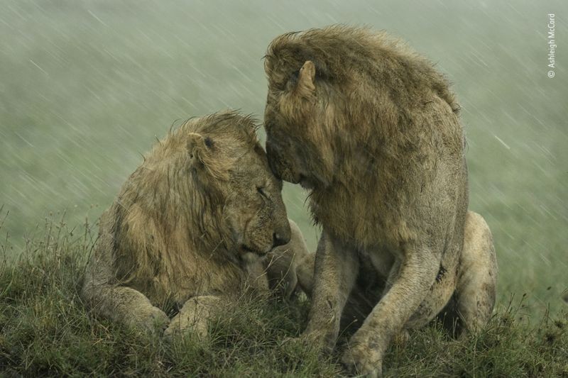 Dois leões machos deitados sob a chuva encostam as testas em no outro (Foto: Ashley McCord via BBC NEws)