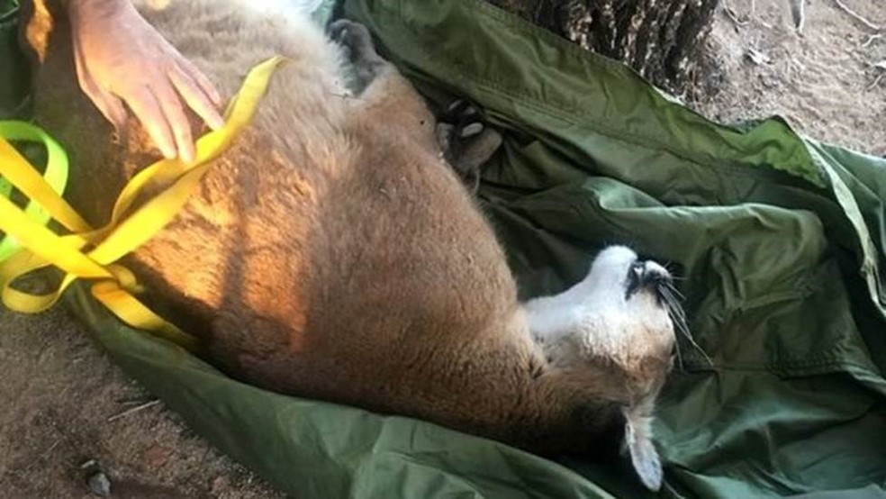 O puma foi solto na floresta depois de recobrar a consciÃªncia. â€” Foto: California Department of Fish and Wildlife/BBC