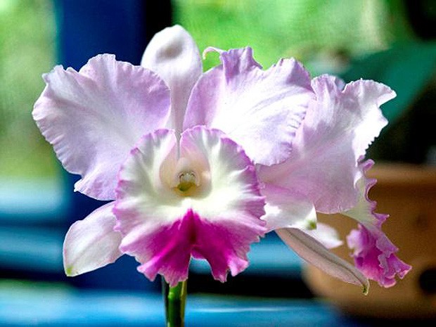 Orquídeas raras estão em exposição em Domingos Martins (Foto: Tadeu Bianconi/Setur)