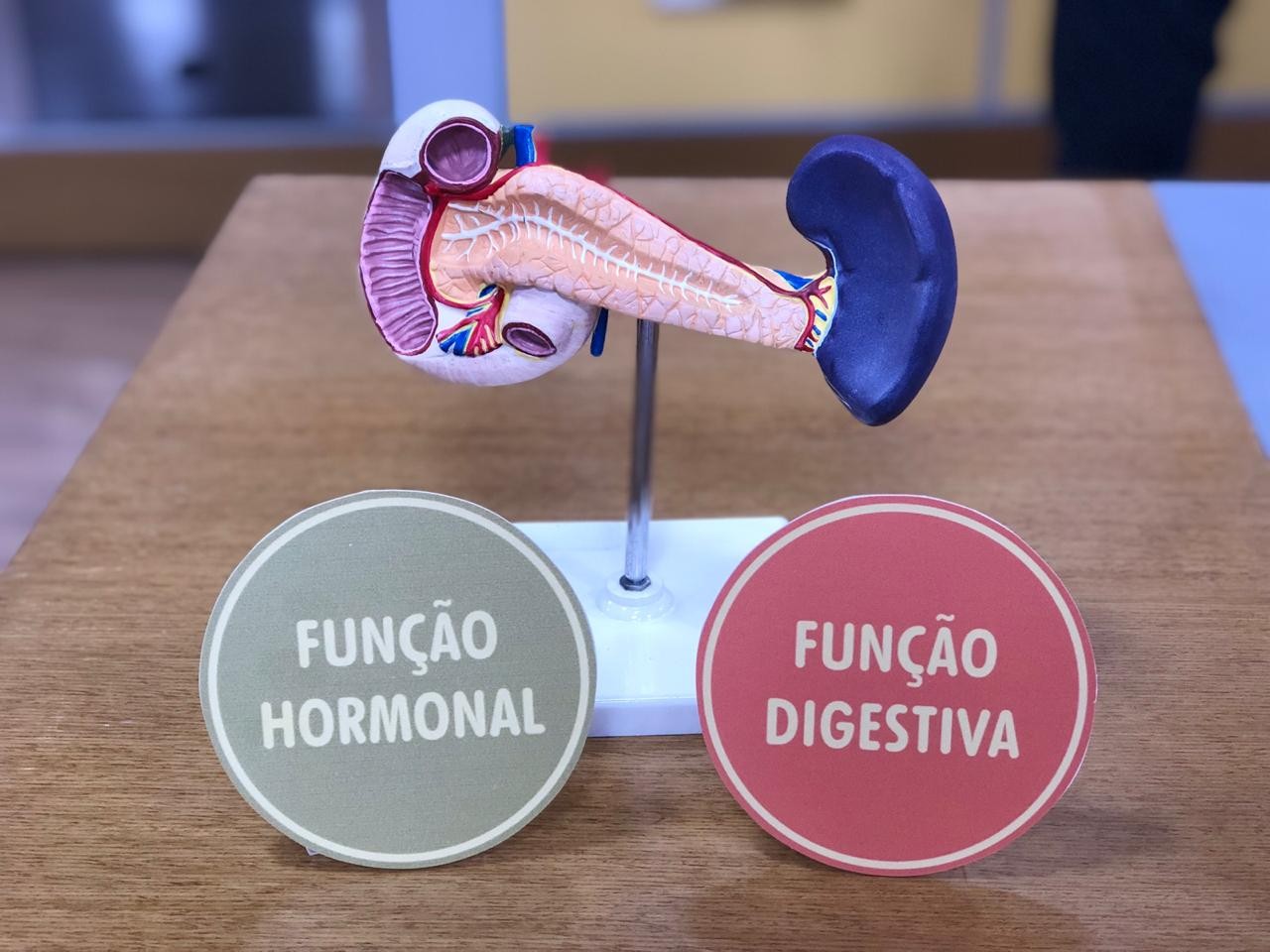 Quais as funções do pâncreas?