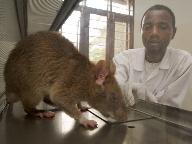 Rato Gigante - Disciplina - Ciências