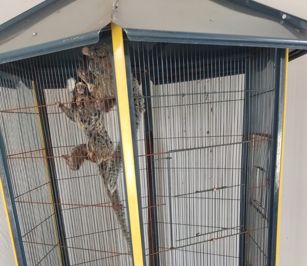 Homem é multado em R$ 1 mil por manter saguis em cativeiro, em Presidente Prudente (SP) — Foto: Polícia Ambiental