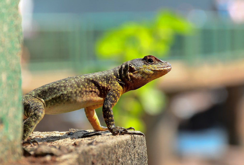 Lagarto nas Cataratas do Iguaçu, em Foz do Iguaçu — Foto: Halisson Denior Kock/Cataratas S.A.