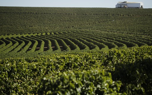 Café: Arábica e Conilon finalizam com realização de lucros; condições do  clima no BR pode ditar ritmo de mercado - Atomic Agro - O Aplicativo que te  dá Informações confiáveis de Produtor