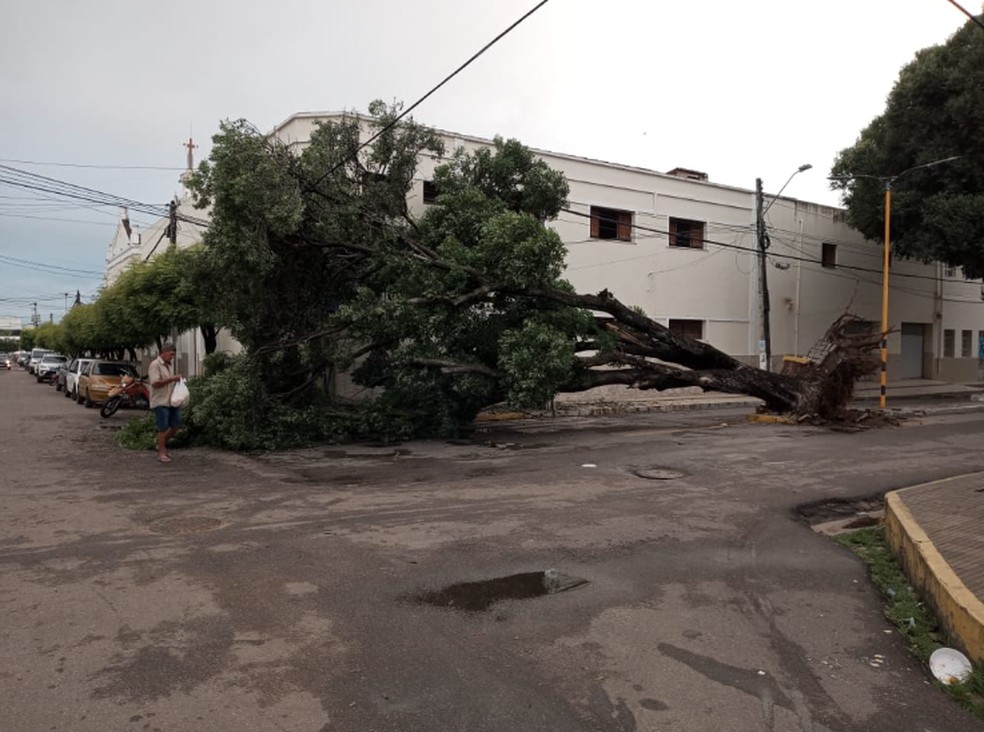 Árvore sofreu infiltração por conta das últimas chuvas. — Foto: Reprodução/TV Verdes Mares