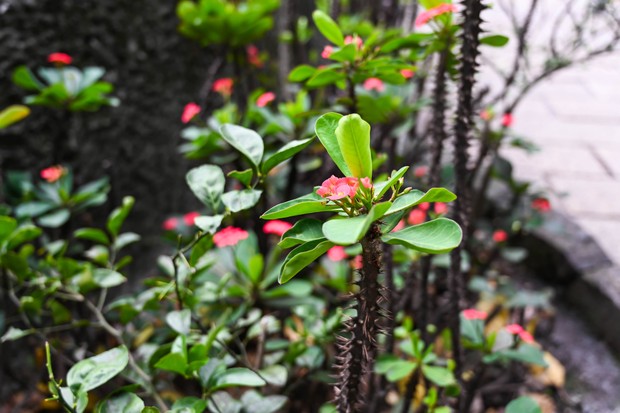 background, beauty, bloom, blossom, bright, christ, close, closeup, color, crown, decorative, desmoul, euphorbia, flora, floral, flower, garden, green, growth, leaf, milii, milli, natural, nature, petal, pink, plant, red, thorn, tropical (Foto: Getty Images/iStockphoto)
