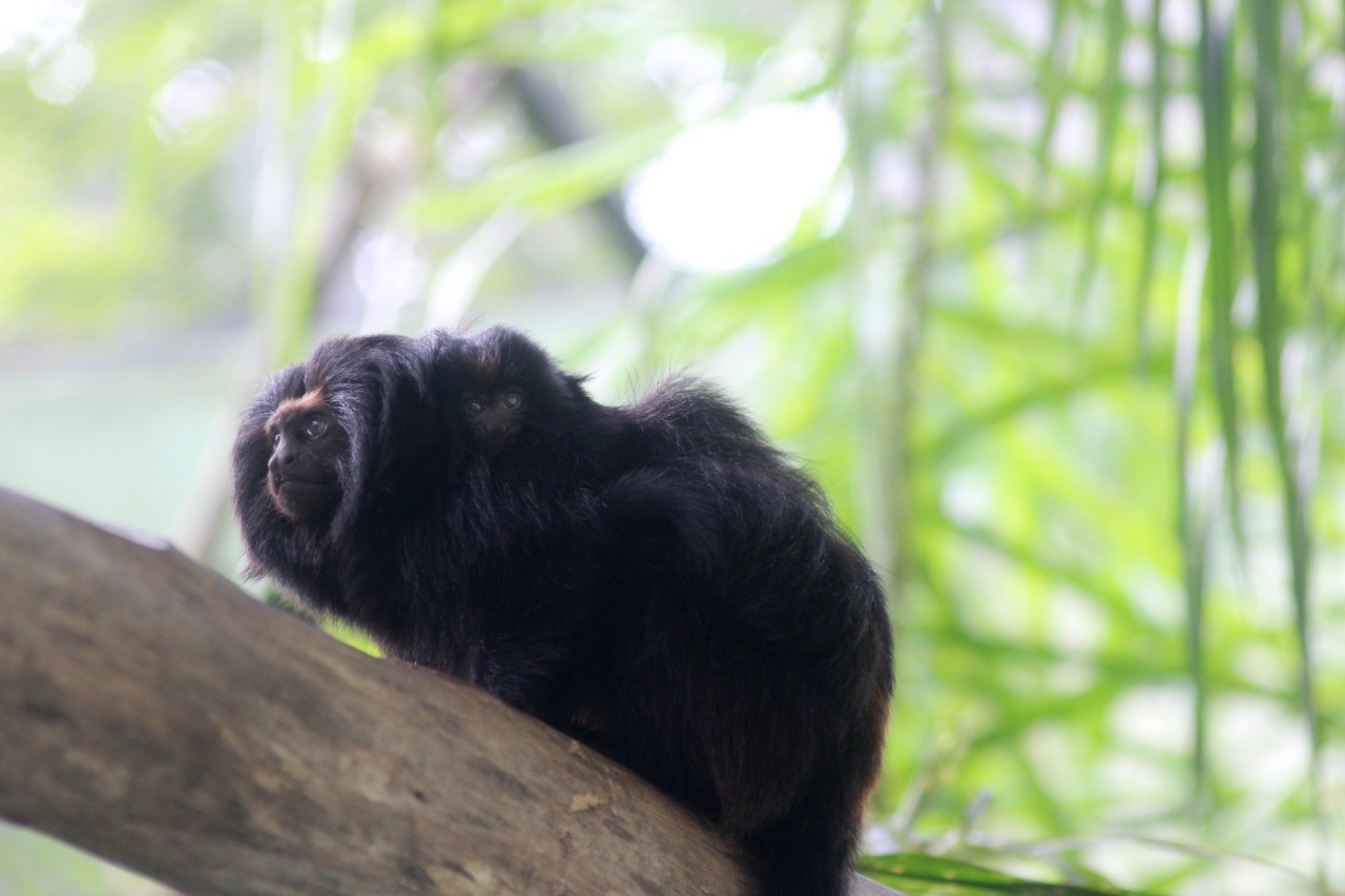 Filhote de mico-leão-preto, espécie rara, nasce em zoológico de SC thumbnail