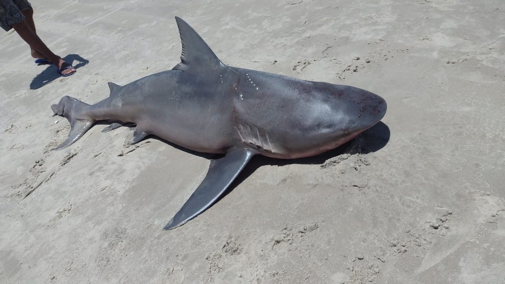 Tubarão morreu após ter sido retirado do mar no litoral do Ceará. — Foto: Divulgação