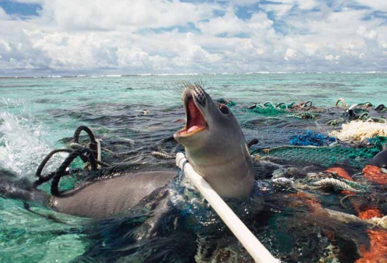 Animais marinhos de todos os tamanhos são capturados pela 'pesca fantasma" (Foto: Proteção Animal Mundial)