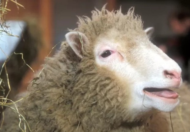 A ovelha Dolly foi clonada para encontrar a cura para doenças relacionadas ao envelhecimento (Foto: BBC)