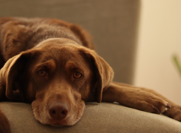 Olfato e audição são sentidos muitos estimulados nos cachorros em meio a ventanias e tempestades (Foto: Pexels / Domingos Moreira / CreativeCommons)