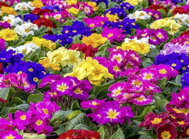 Estudo comprova que as flores, em especial as prímulas, têm ouvidos  (Foto: Irish News/ Reprodução)